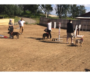 canine behavior modification Poway and Ramona| ASPIRE Dog Training